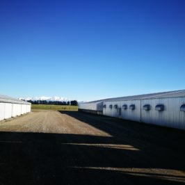 Sheds at poultry farm