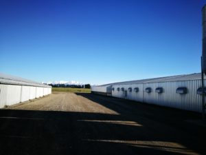 Sheds at poultry farm