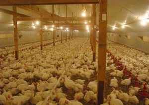 poultry farm