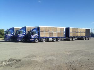 lorry transporting chicken in container and modules