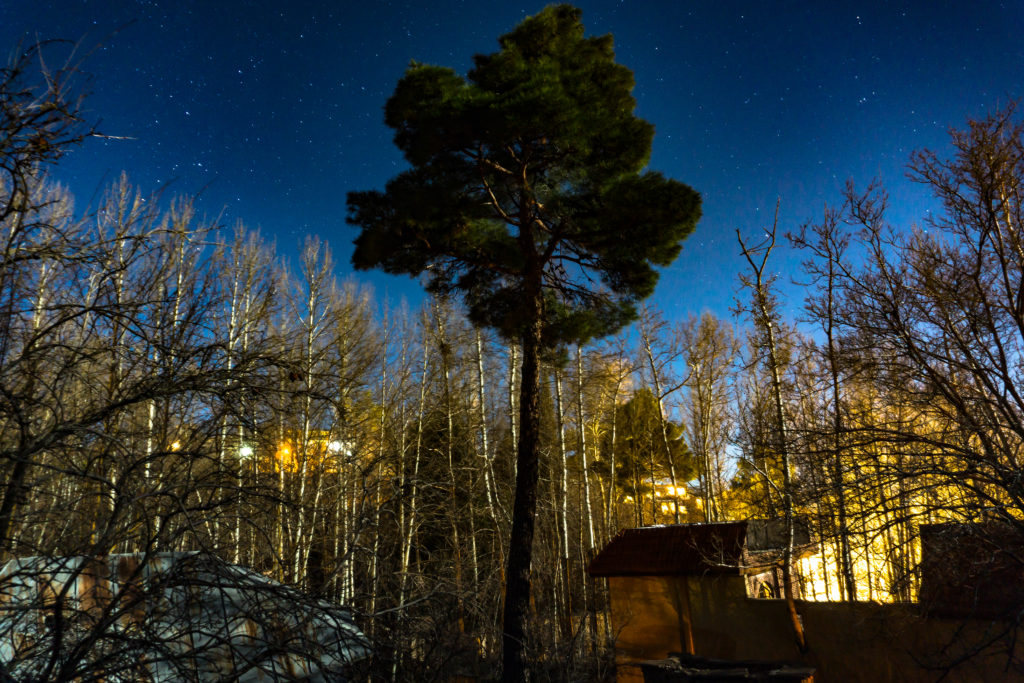 Big tree at night with clear sky and some light